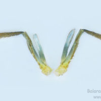 Third maxillipede of Macrobrachium rosenbergii