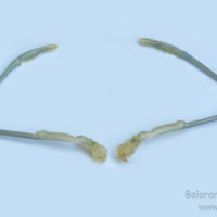 First walking chelate legs of Macrobrachium rosenbergii