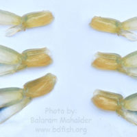 First, second and third pleopods of Macrobrachium rosenbergii