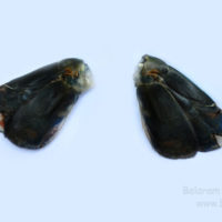 Uropods of Macrobrachium rosenbergii