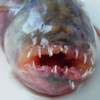 Teeth of Rubicundus Eel Goby, Odontamblyopus rubicundus