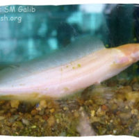 Albino Catfish, Clarias batrachus