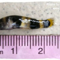 Bumblebee Goby, Brachygobius xanthozonus