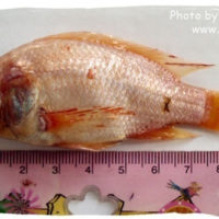 Firemouth cichlid, Thorichthys meeki