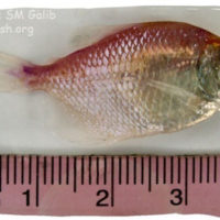 Glass Fish, Parambassis ranga