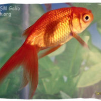 Goldfish, Carassius auratus (fantail)