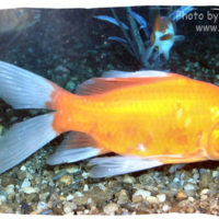 Goldfish, Carassius auratus (Gold comet)