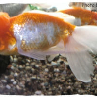 Goldfish, Carassius auratus (Oranda)