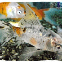 Goldfish, Carassius auratus (Subunkin)