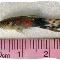 Guppy, Poecilia reticulata (a male guppy)