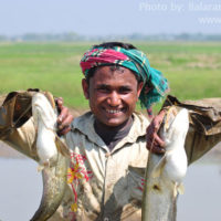 Fisherman with Boal (Wallago attu), Pondua beel
