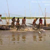 Fishing in Matian haor, Sunamganj
