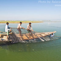 Fishing by Seine net, Thapna beel, Sunamganj