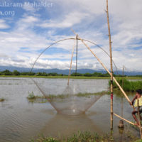 Fishing by small lift net, Bishwambharpur, Sunamganj