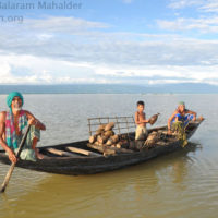 Fishing with trap in Matian haor, Sunamganj