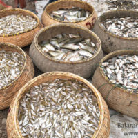 Harvested fish, Jur beel, Bishwambharpur, Sunamganj