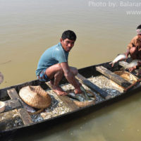 Harvesting in Soma river, Derai, Sunamganj