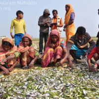 Sorting of harvested fish, Tedala beel, Sunamganj