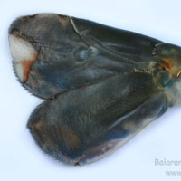 Uropod of Macrobrachium rosenbergii