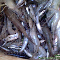Harvested fishes