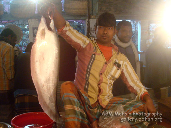 Shaheb Bazar Fish Market, Rajshahi: a morning