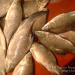 কালিবাউশ