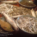 বিভিন্ন ধরণের মাছ