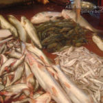 বিভিন্ন ধরণের মাছ