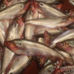 পাবদা