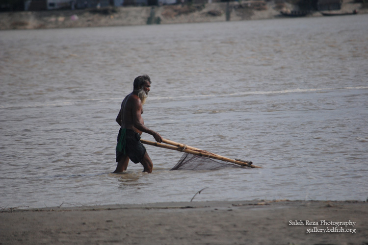 Winter Fishing at the River Padma, Rajshahi (পদ্মা নদীতে