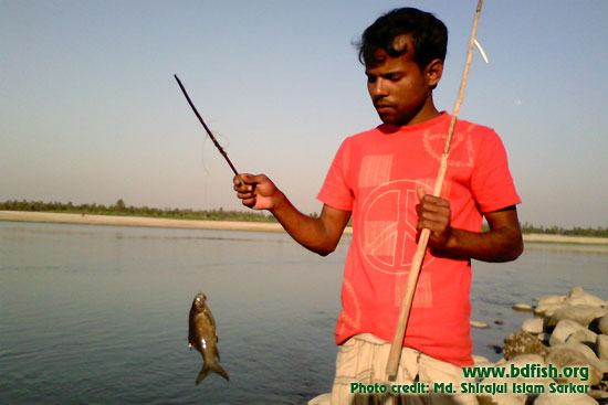 Fishing in Dharla river at Kurigram