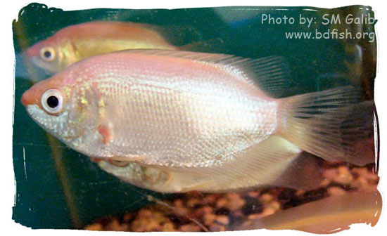 Exotic Ornamental Fishes of Bangladesh Episode 2