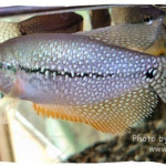 Exotic Ornamental Fishes of Bangladesh Episode 3