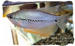 Exotic Ornamental Fishes of Bangladesh Episode 3